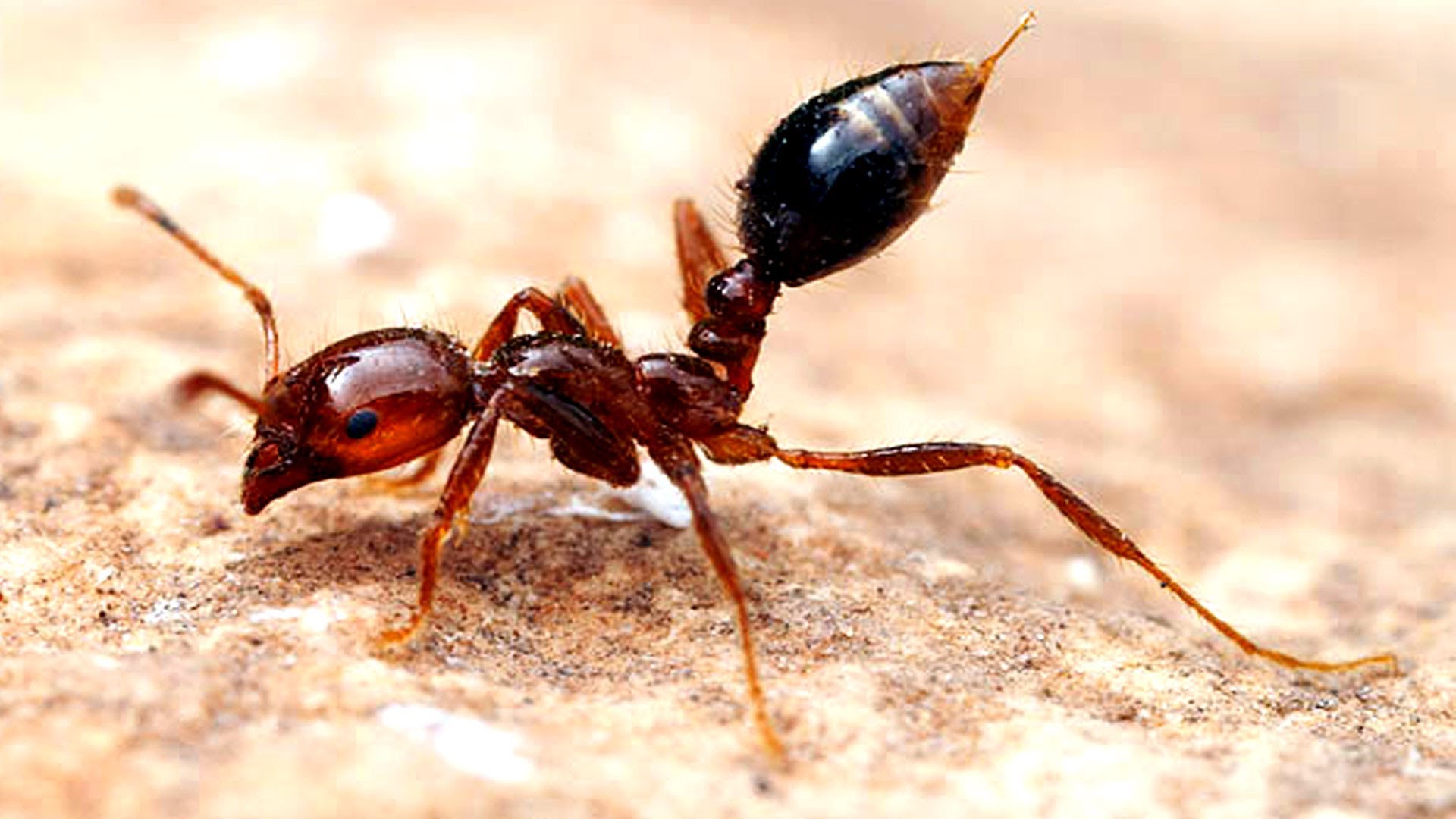 Fire ants in York Region