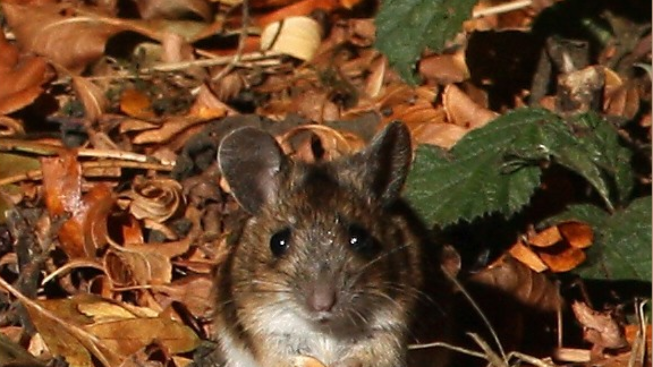 Mitigate Rodents In Your Backyard Before Fall Power Pest Control