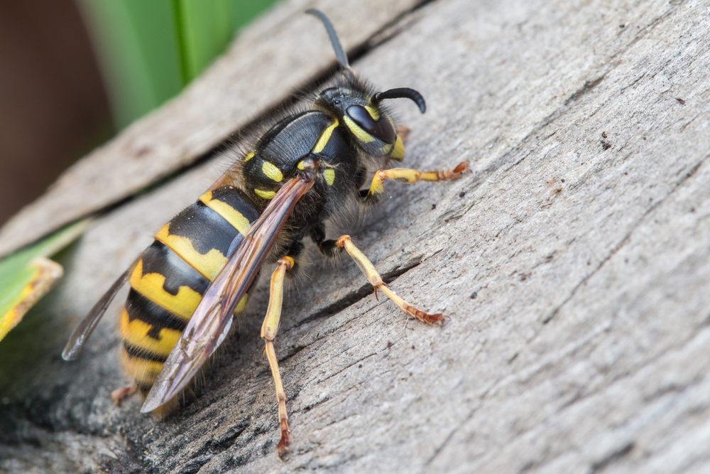 honey bee versus wasps 