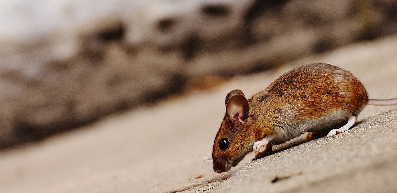 Mouse in the House – 10 Things to Do When You Spot a Rodent